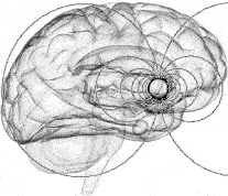 The signals are carried by magnetic fields that move in a circle over the temporal lobes.