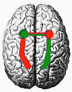 The Anterior Commisure