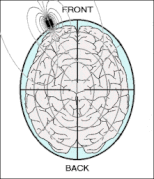 The magnetic signals circle around the brain.